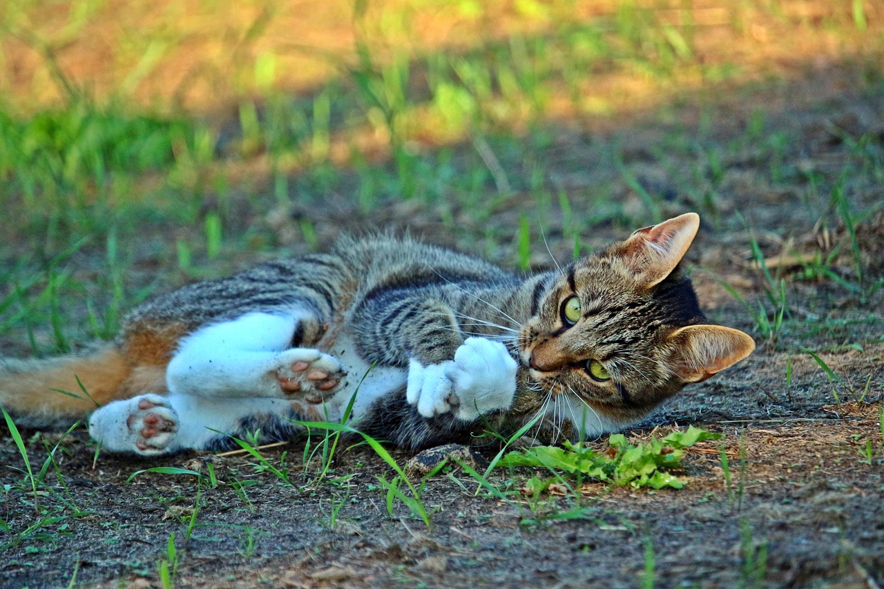 磁力猫最新版，探索优质资源的全新体验与链接探索