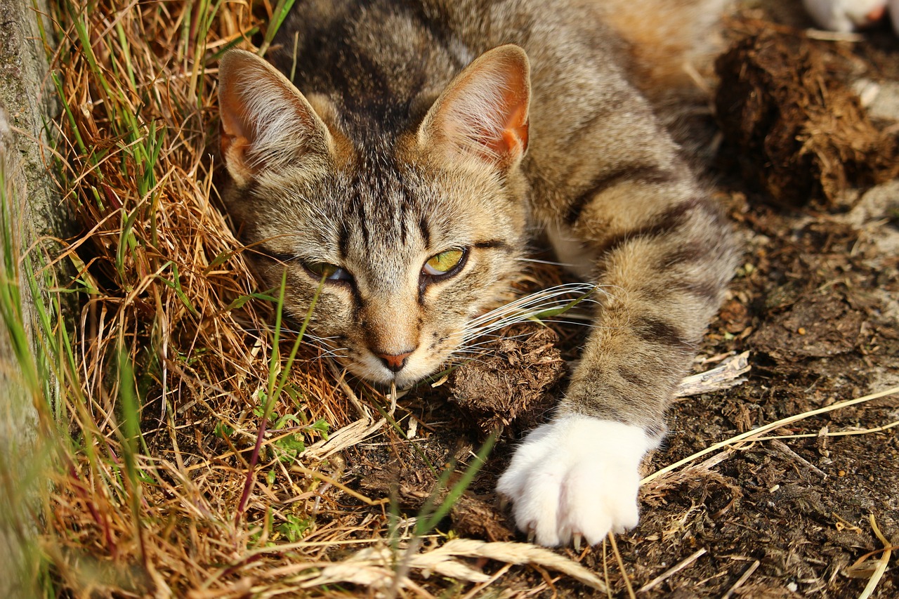 关于猫咪AV的误解、警示与涉黄问题的探讨