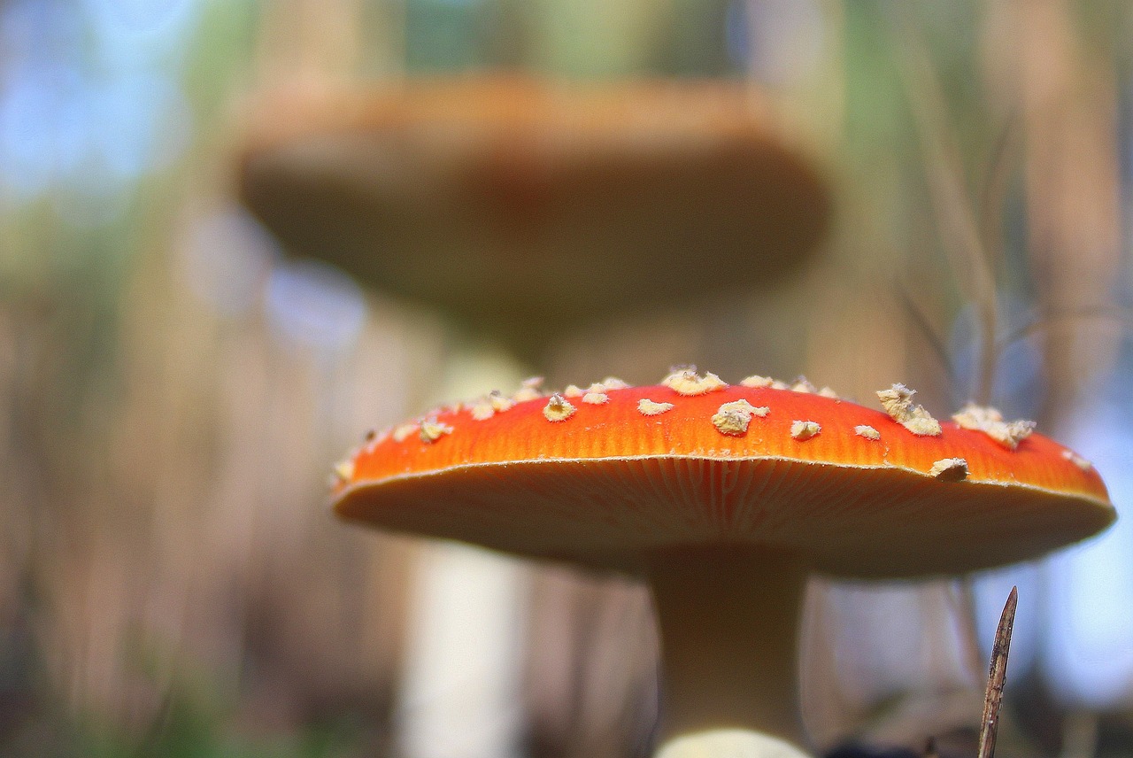 蝌蚪网最新地址，探索前沿信息的门户