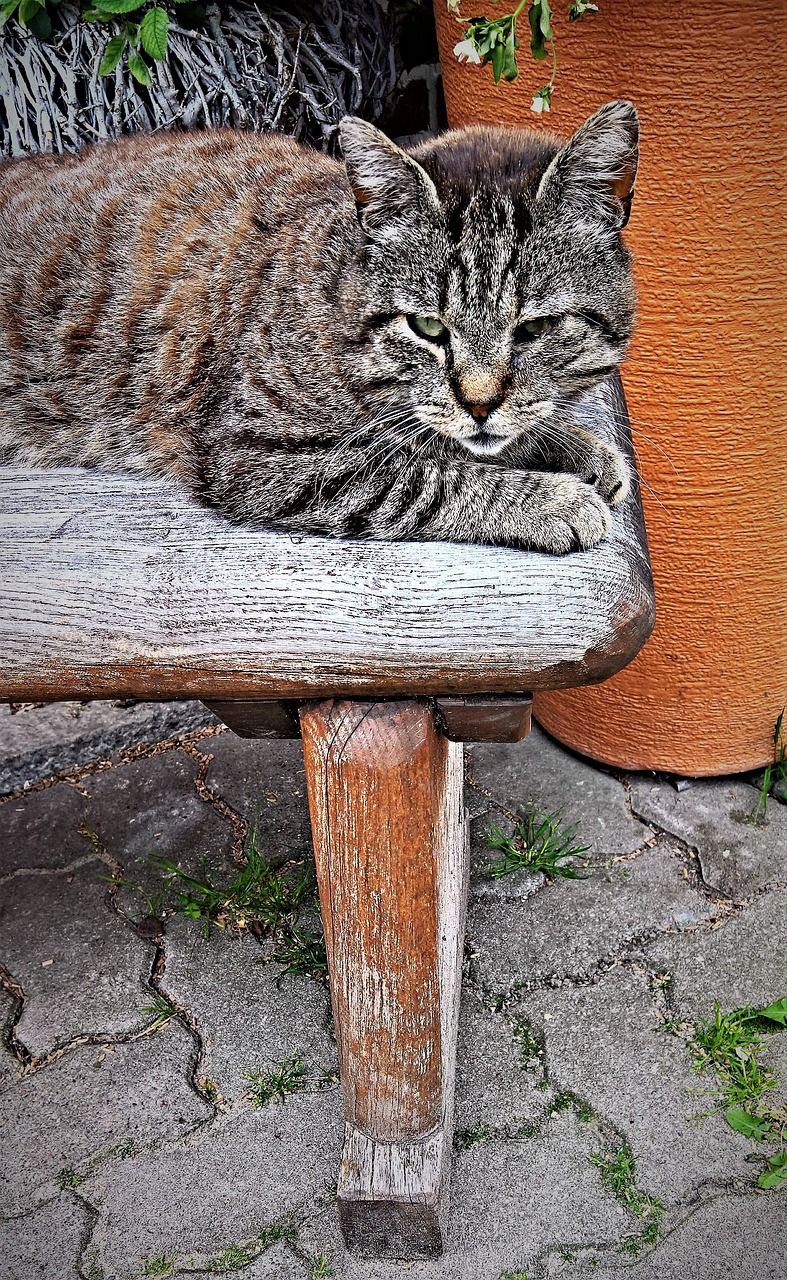 猫咪最新地址,猫咪最新地址，探索猫的世界，寻找爱的归宿