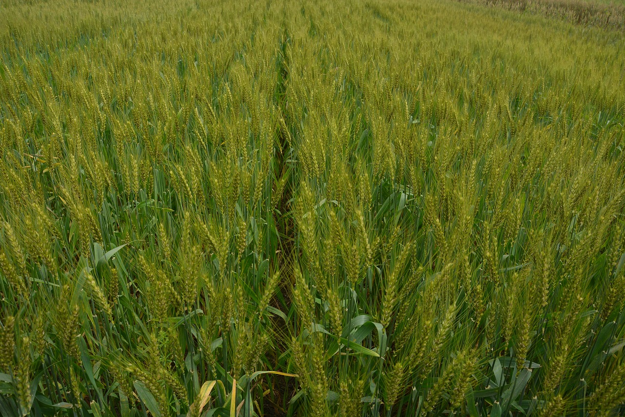 今日小麦价格行情及分析概览