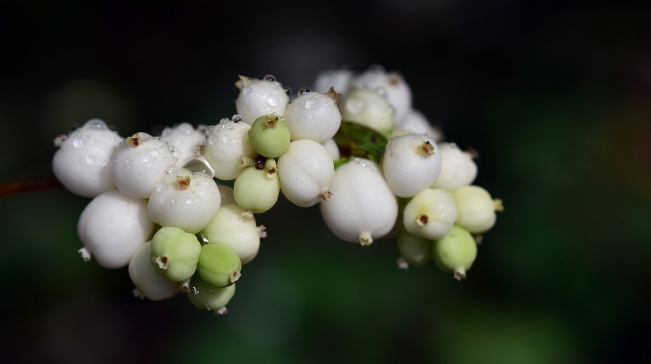 雪榕生物最新动态，引领生物科技新纪元发展潮流